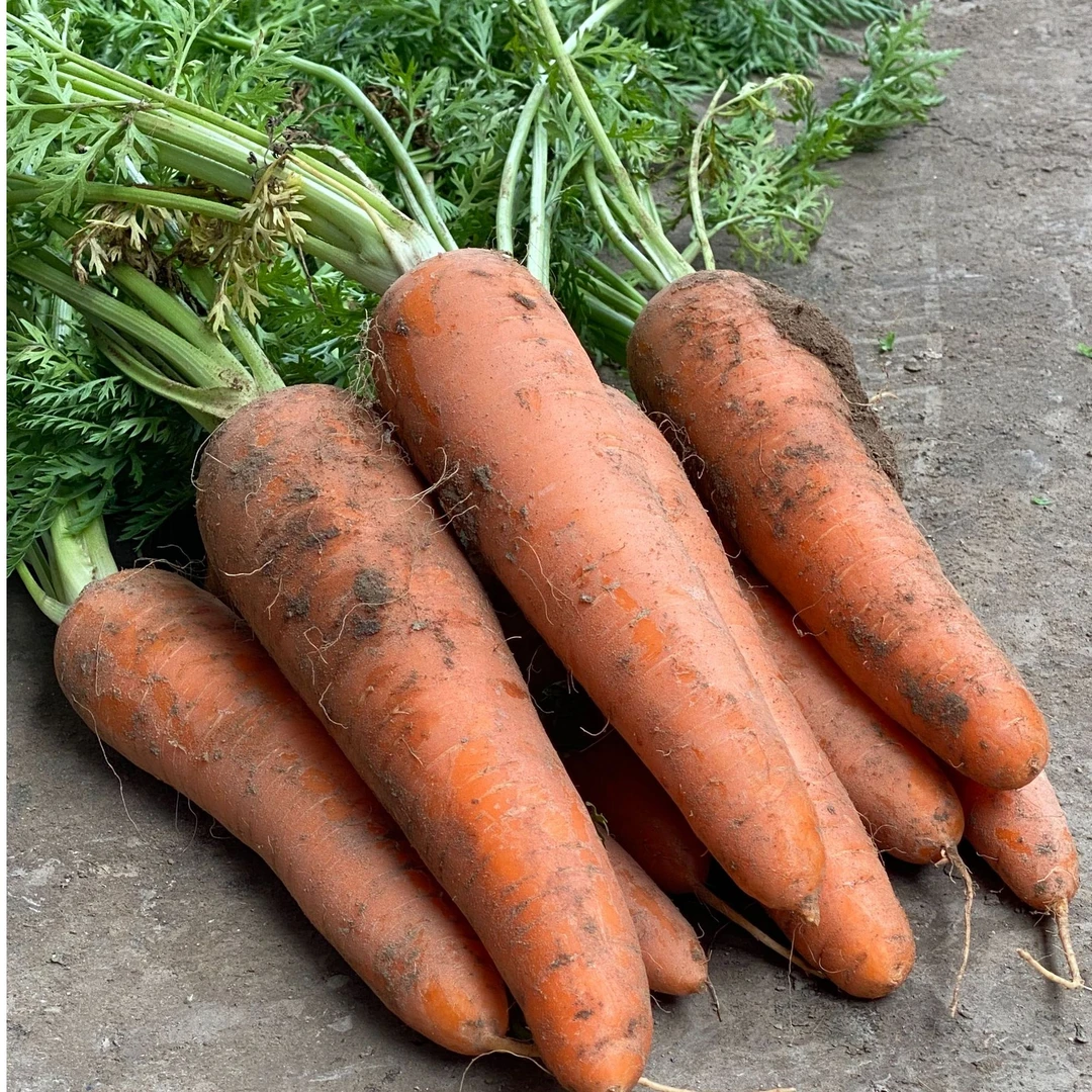 新鲜现挖脆甜可口农家种植胡萝卜可做宝宝辅食健康美食