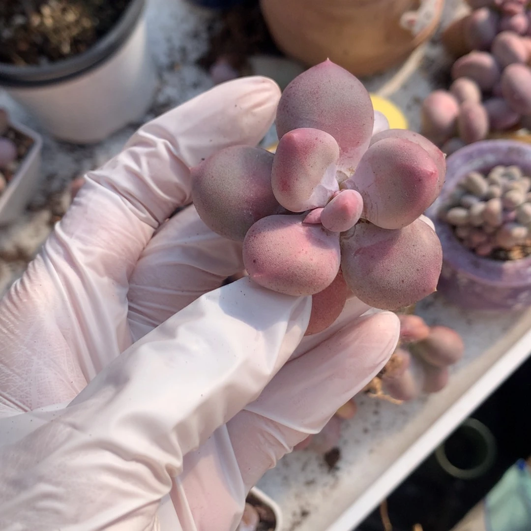 小屁桃奶酪多肉特价