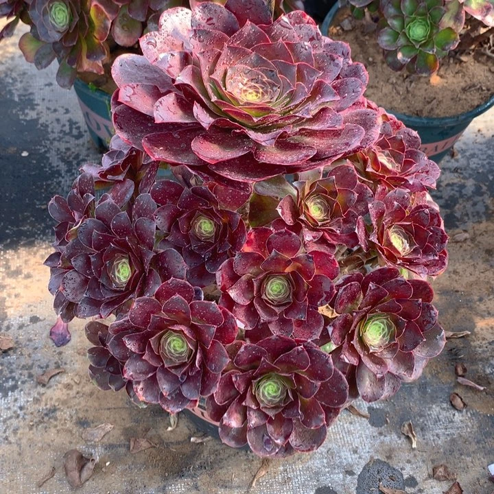 风*399魅金玫瑰精品法师多肉