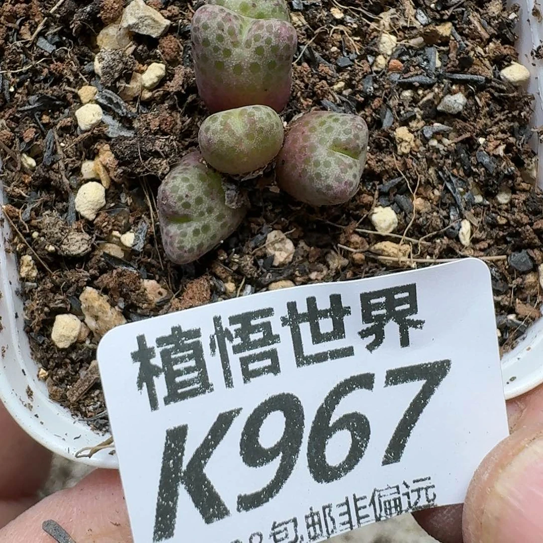 的植物多肉植物多肉植物