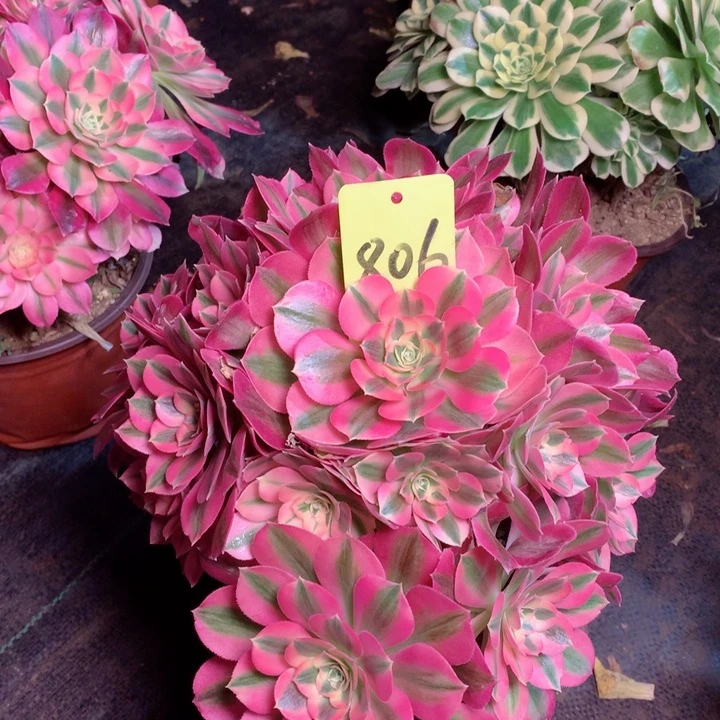 806粉女巫多肉111111