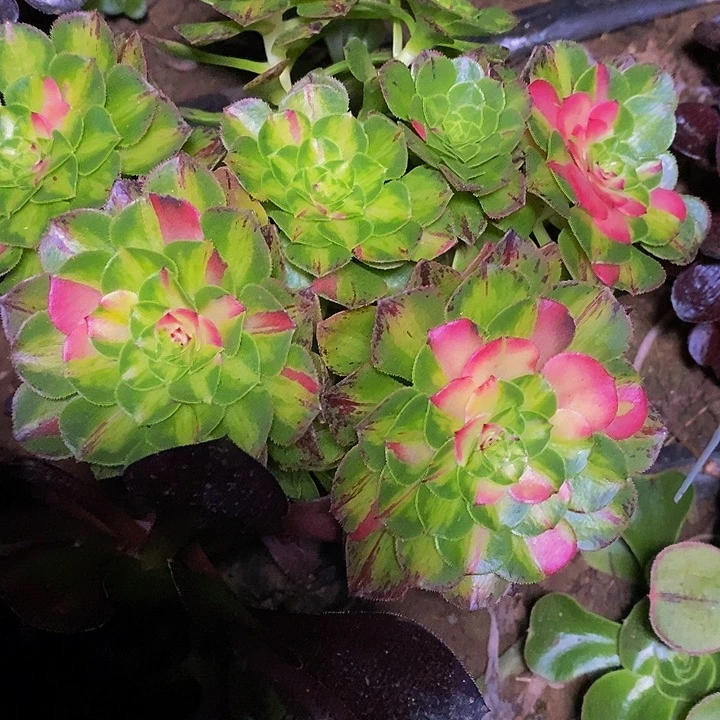 多肉植物保护研究所