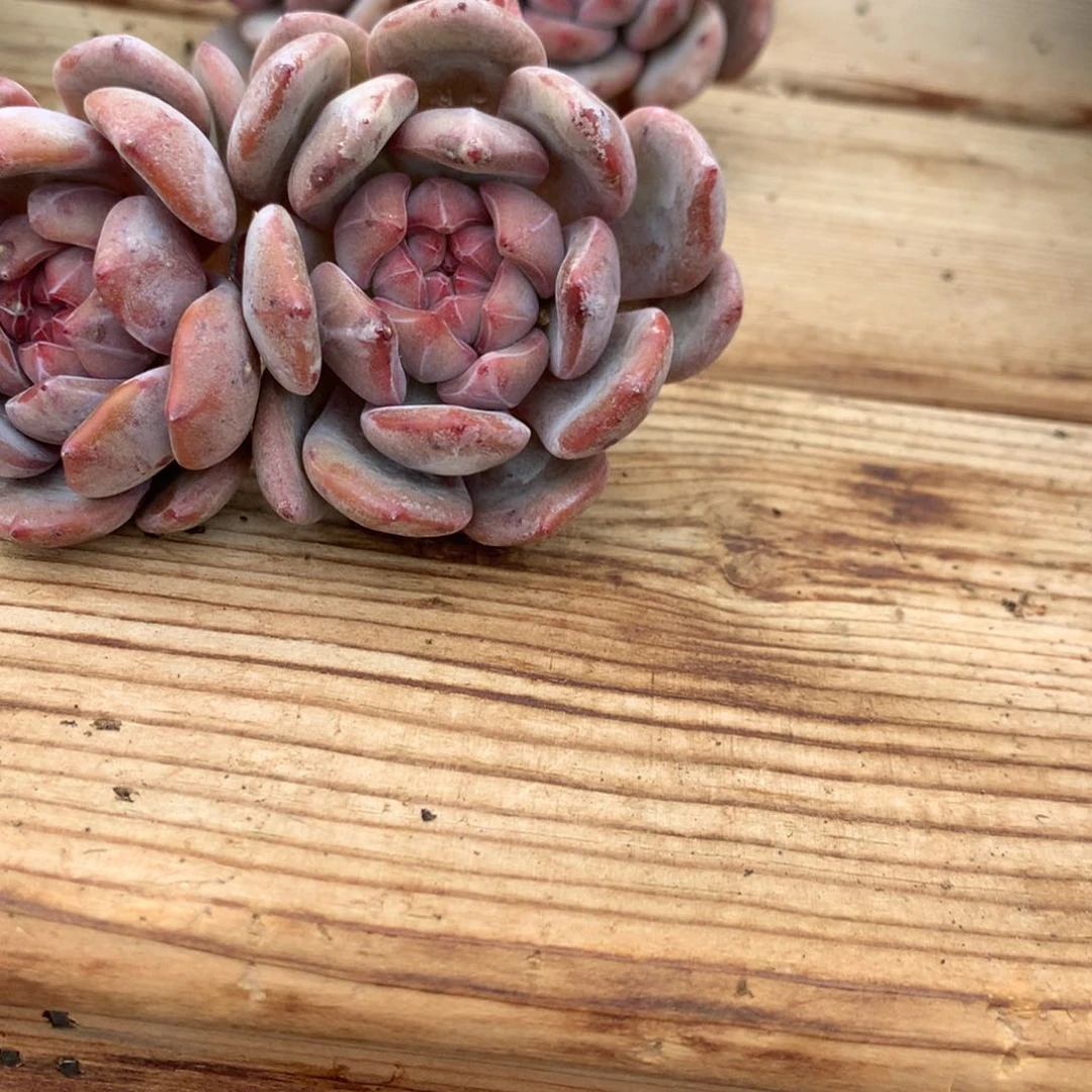 L***℡Lin突尼斯寄养多肉