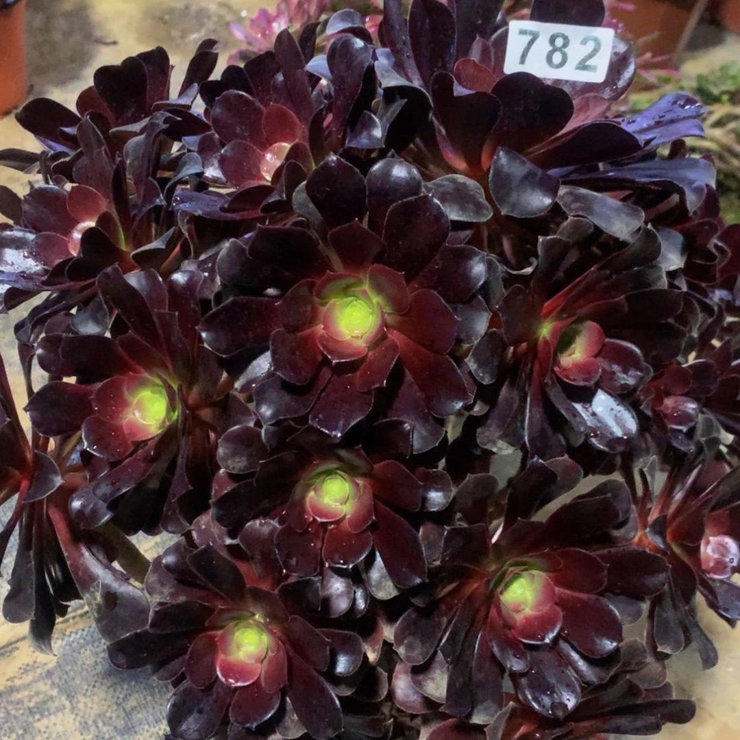 【闪购商品】782欧姿多肉