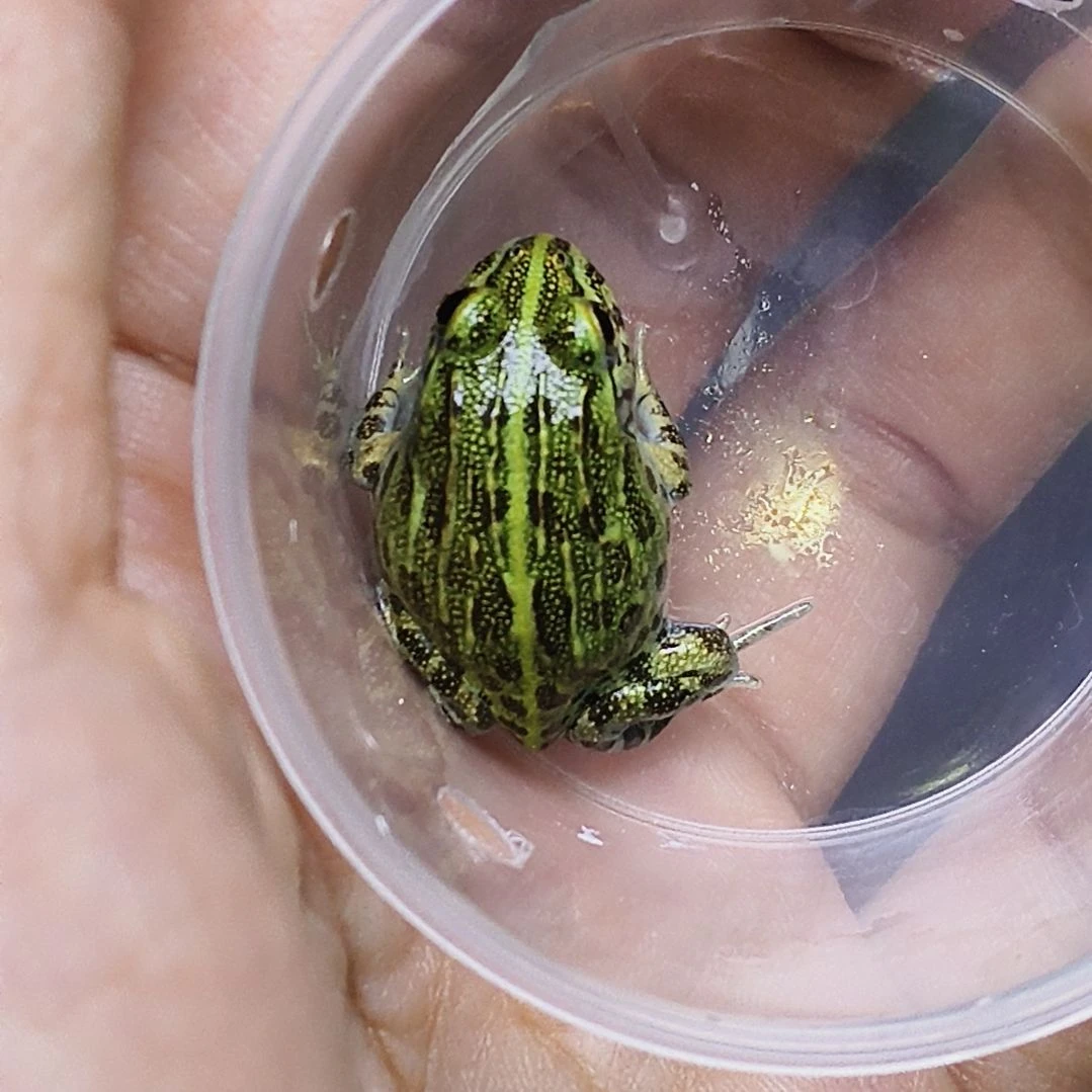 非洲牛蛙非洲牛蛙专拍链接