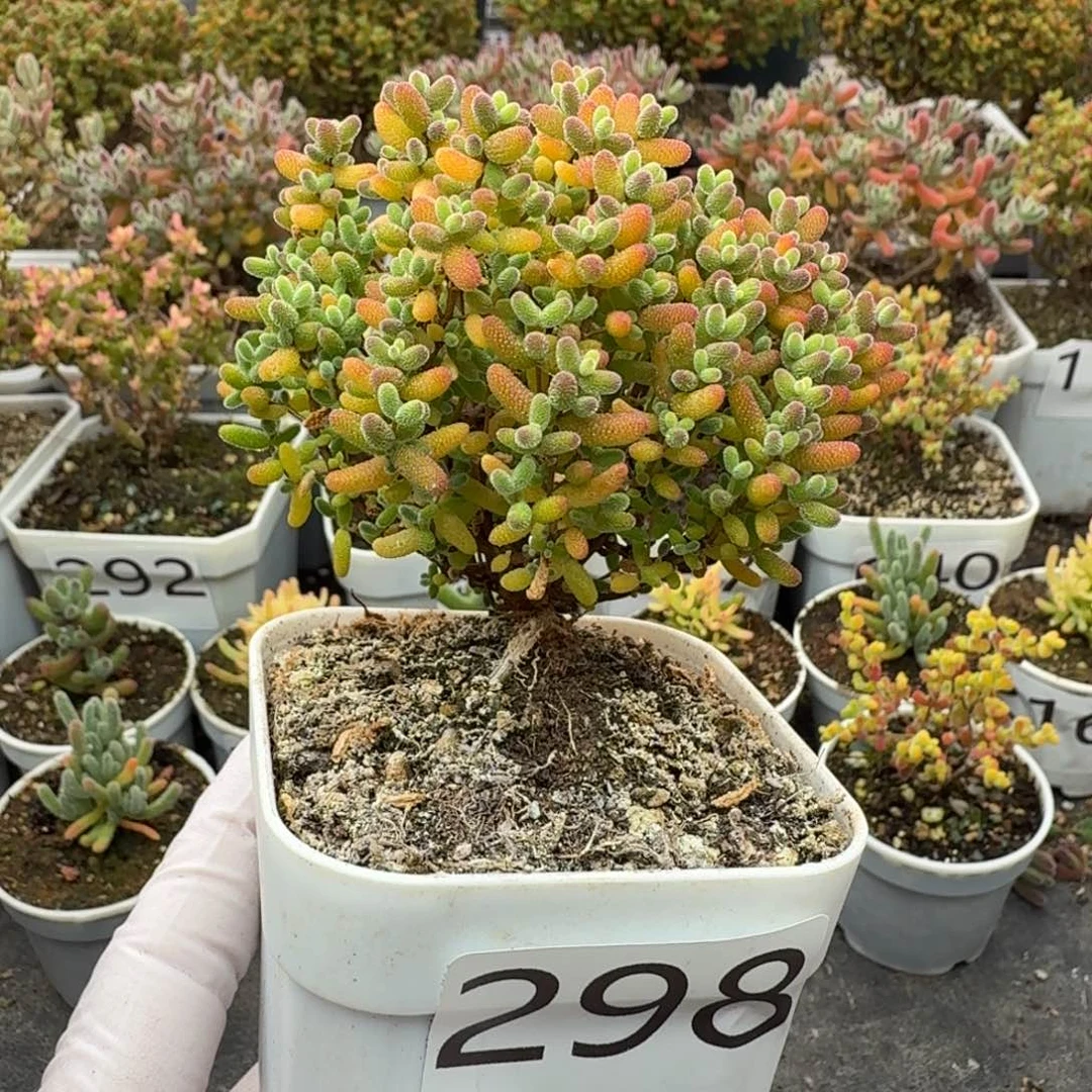 298蜜橘糖球枝干一物一拍