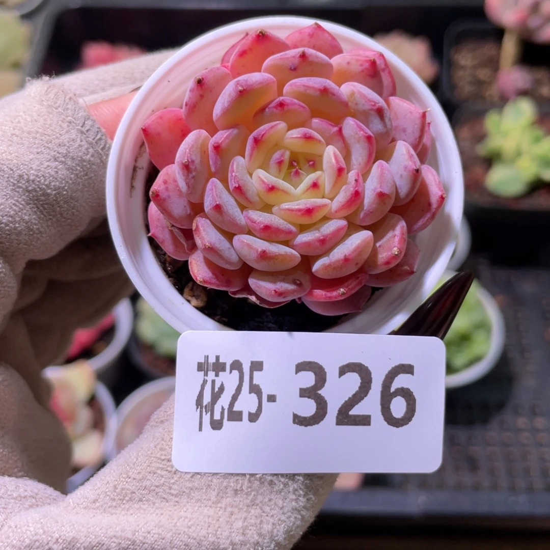 花利美25-326哈尼