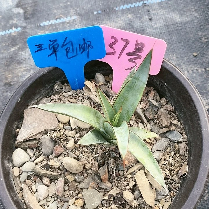 【闪购商品】无花朵龙舌兰印花龙