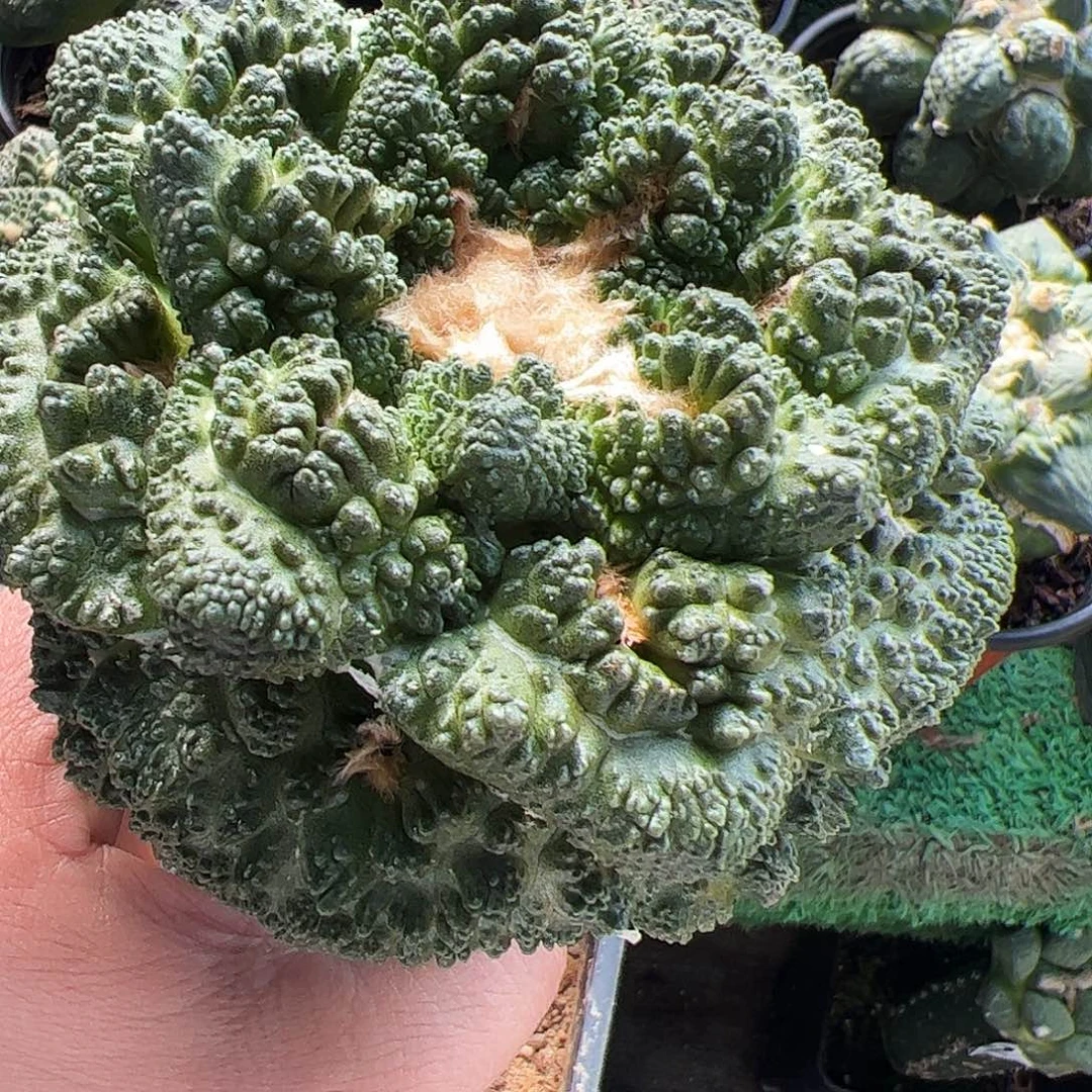 花***卷无花朵福利连山怒涛牡丹644