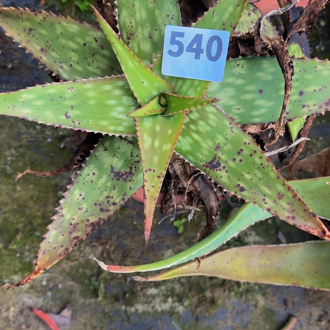 【闪购商品】咖*糖块根植物