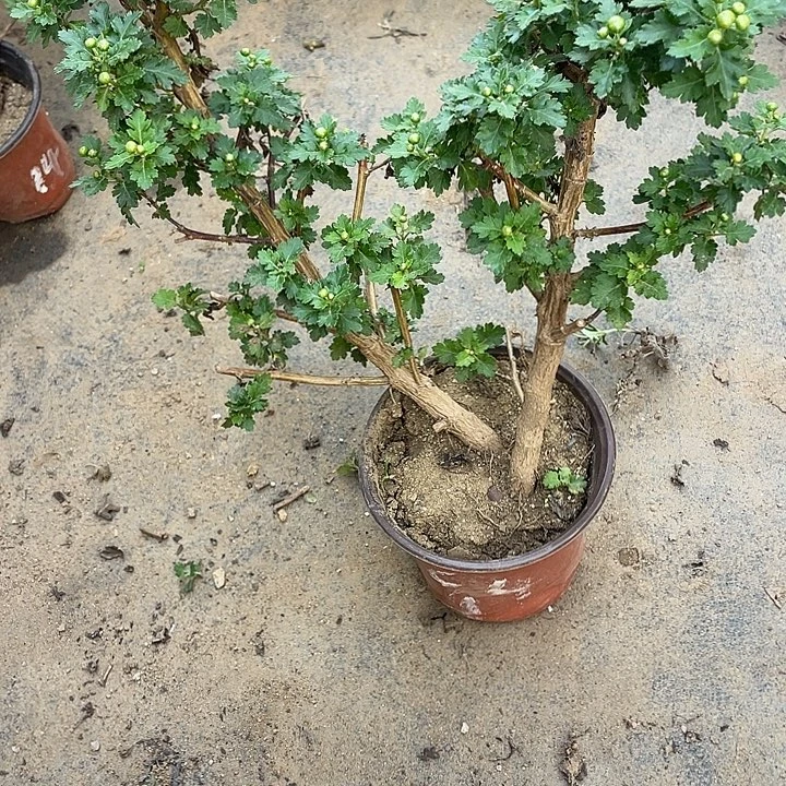 小***虫无花朵58菊花菊花菊花