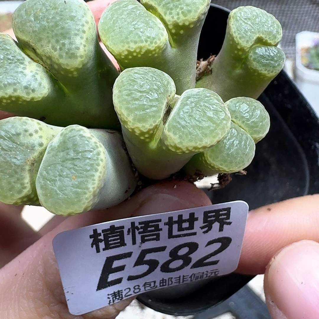 多肉植物的润泽fgh