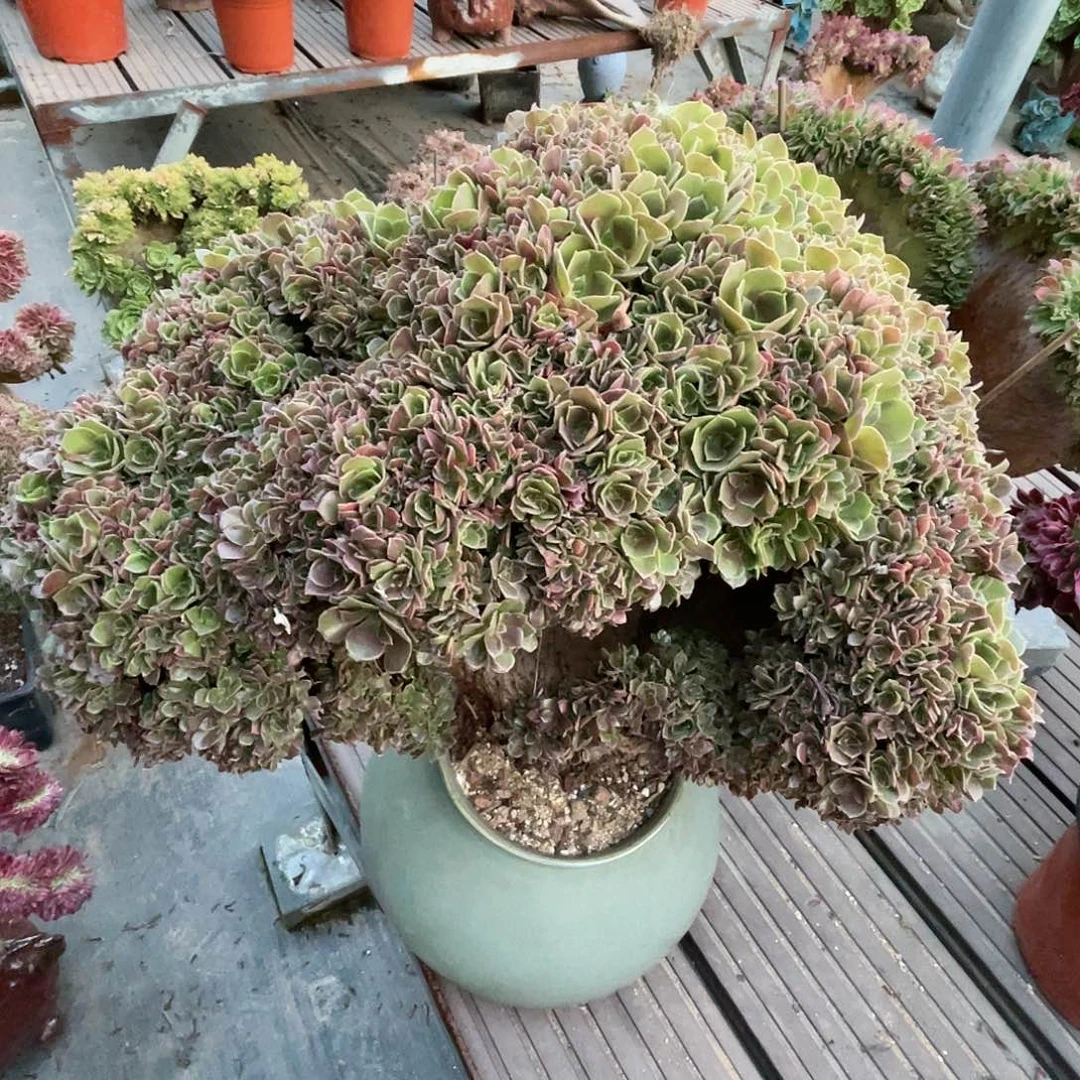 【闪购商品】无花朵玫瑰朵朵