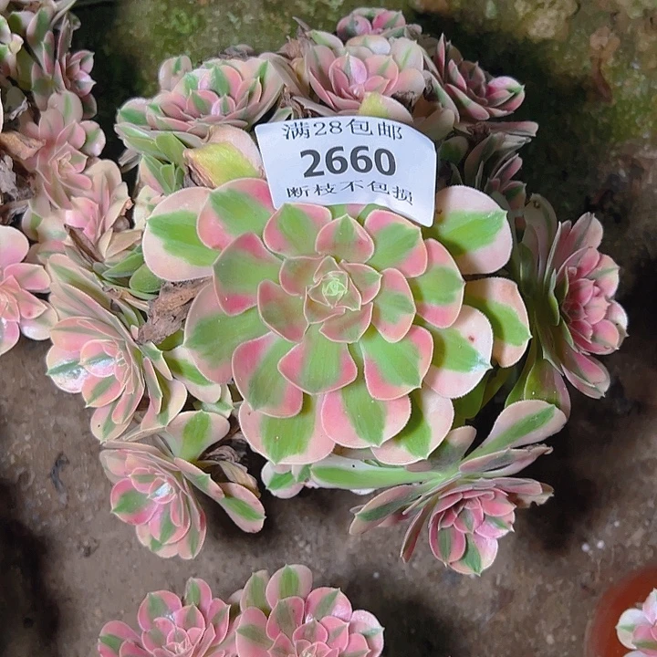 2660粉女巫多肉植物