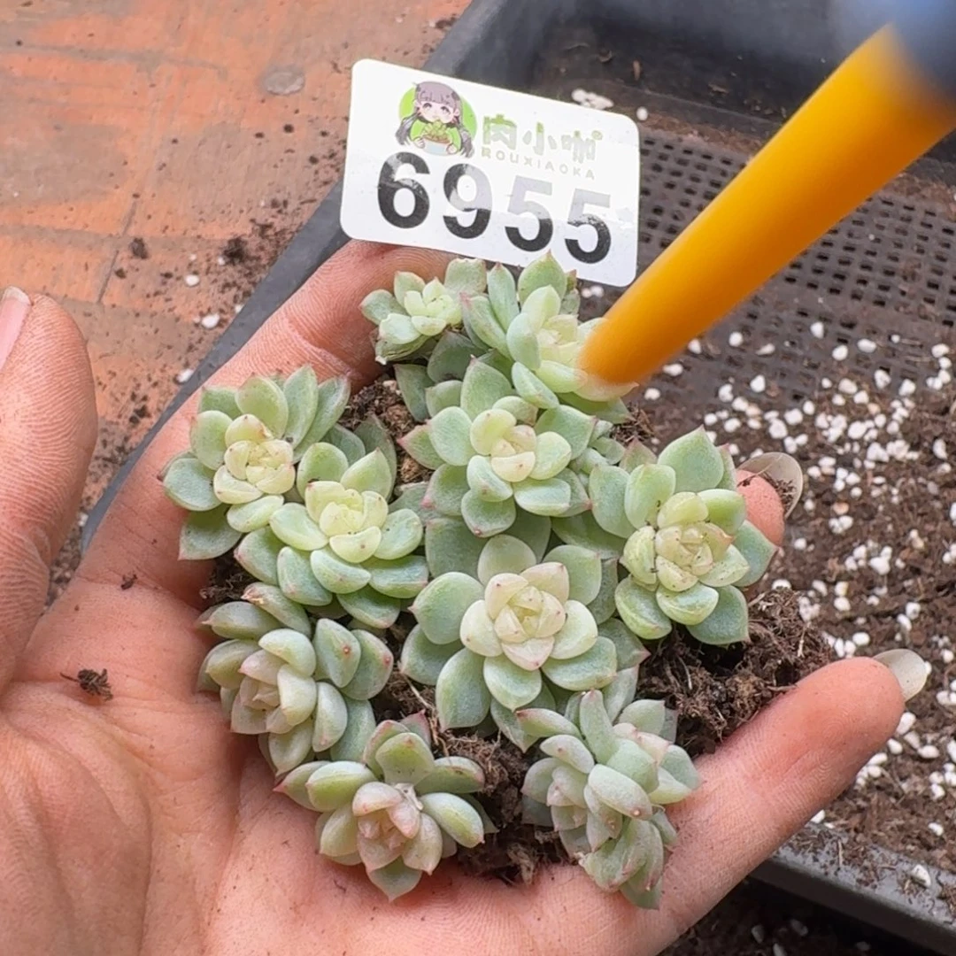 多肉植物多肉植物