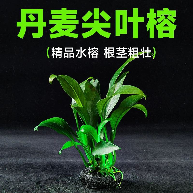尖叶丹麦榕新手水草好养淡水草造景植物新手阴性草无需底沙易活