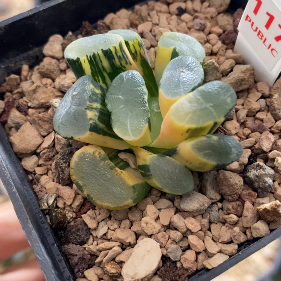 117号透镜万象锦带盆