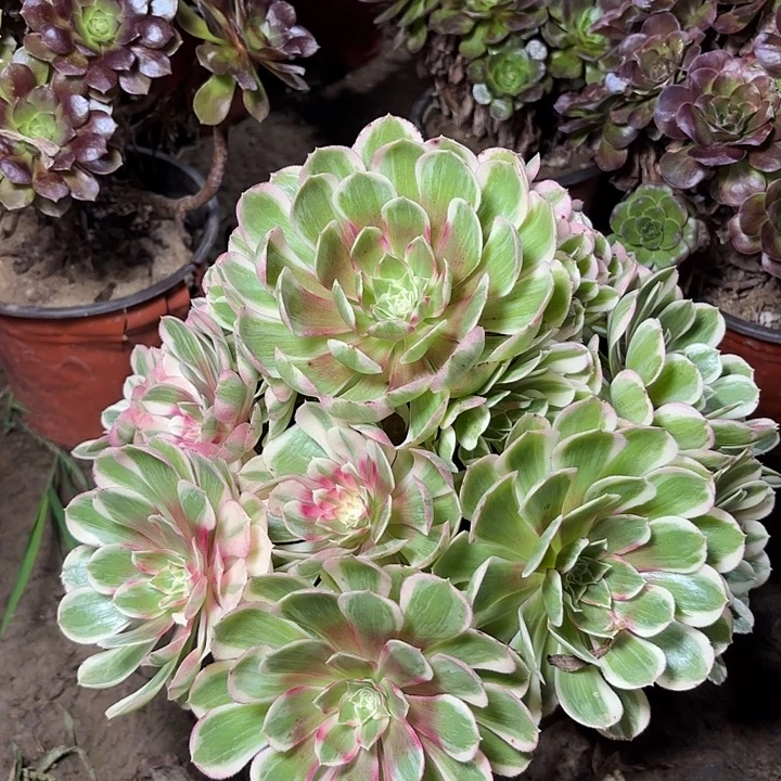 多肉植物法师孔雀翎5