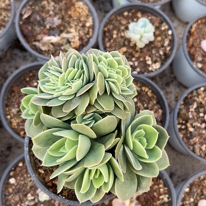 星娜塔群生缀化多肉