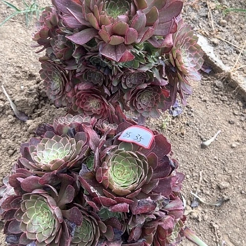 多肉植物莲花座85
