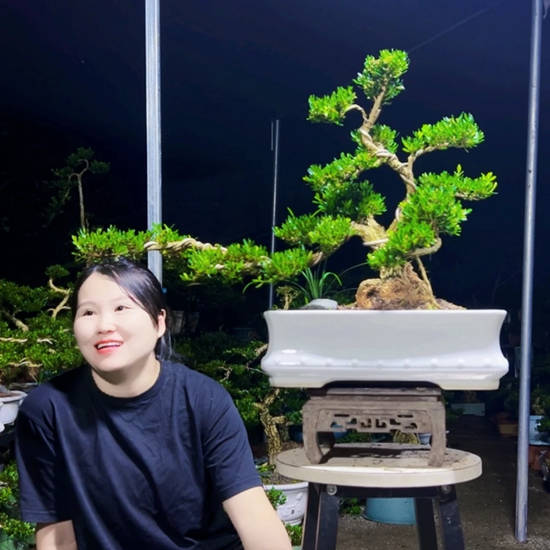 风***起无花朵黄杨木