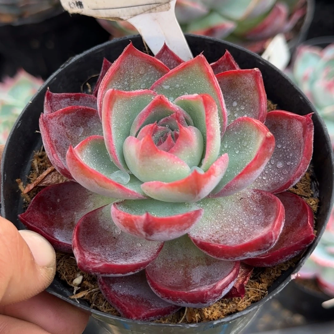 三角勺型惊鸿一物一拍包装收缩花旱749