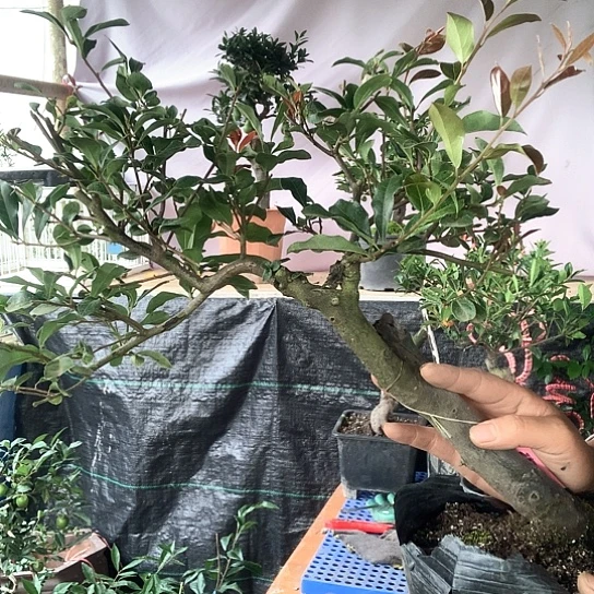 无花朵长寿葫芦。