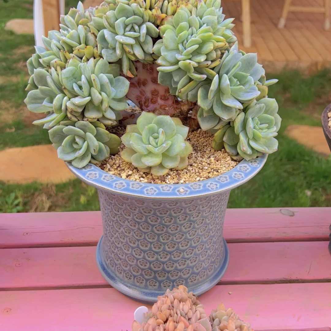 九*妃不带盆 寄养 多肉