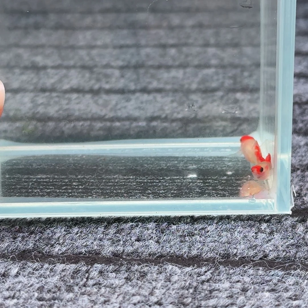 孔雀鱼一对红头玻璃猫c9号