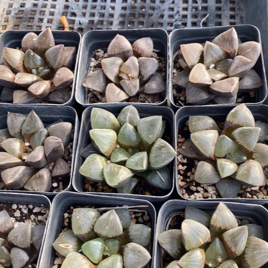 304 一颗大日月潭