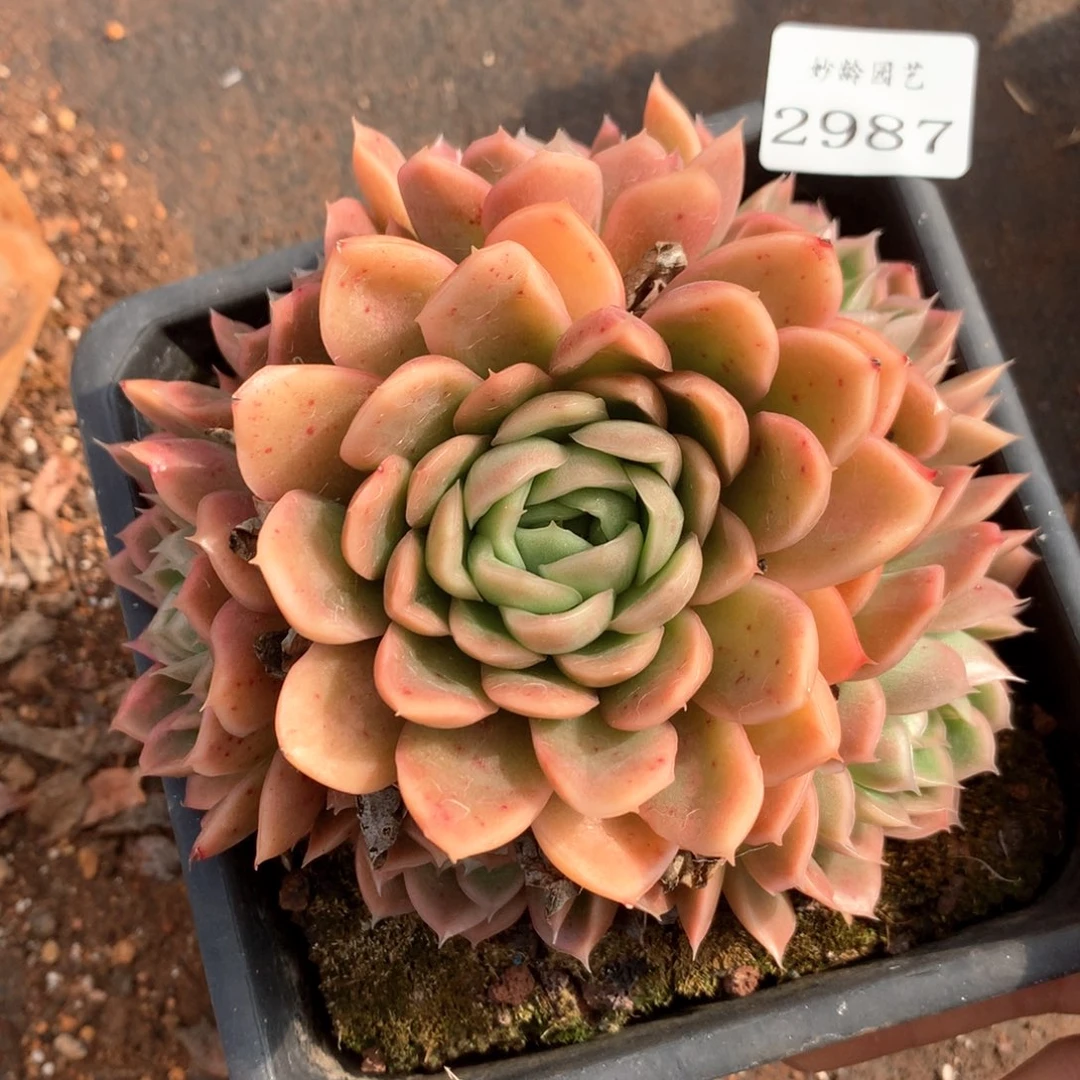 2987杂交多肉植物