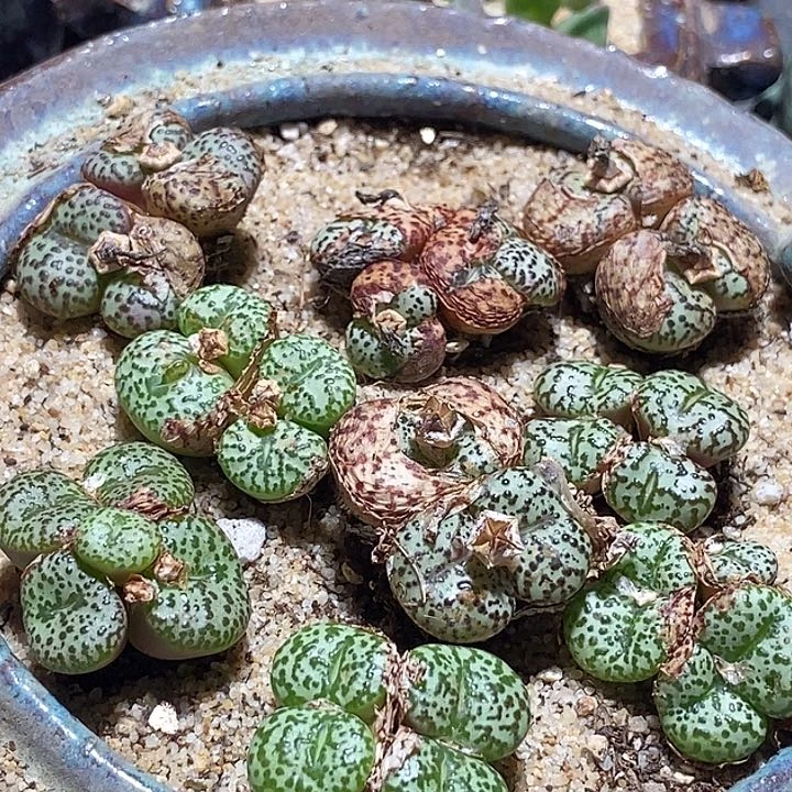 9537四头好安贞一颗