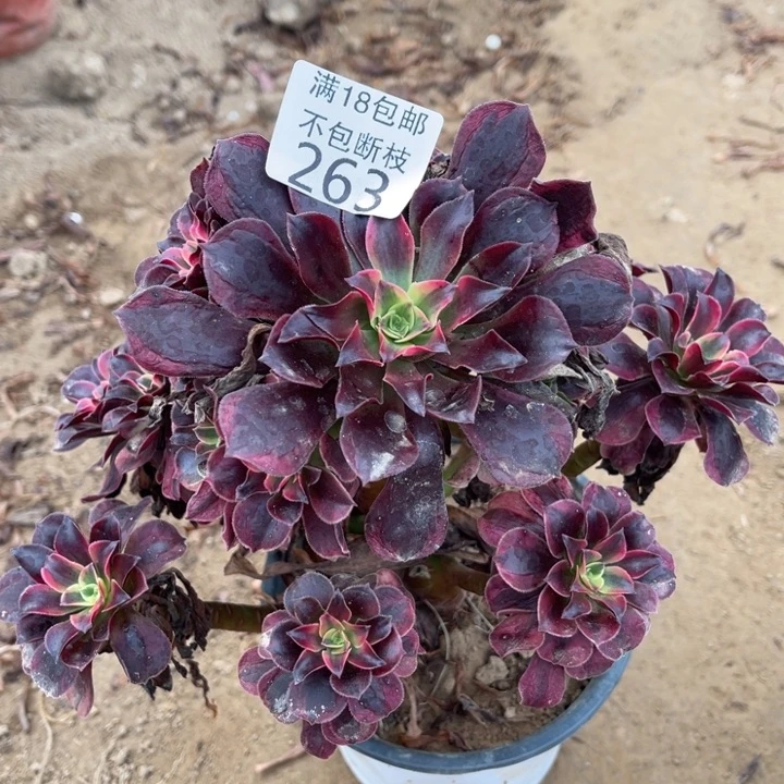 263美杜莎不太圆1法师