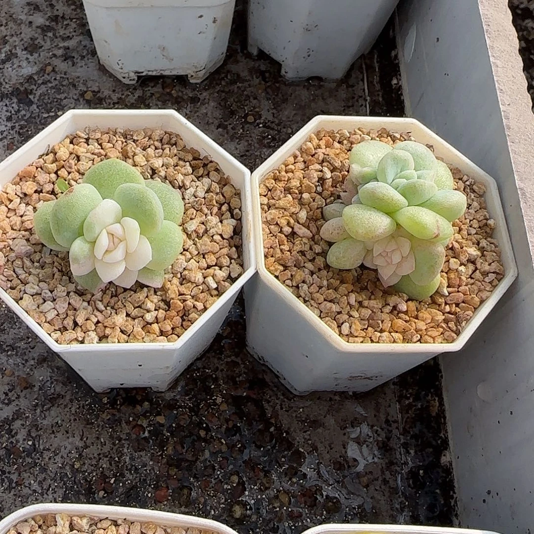 芒***妞妞妞专拍2颗石化锦