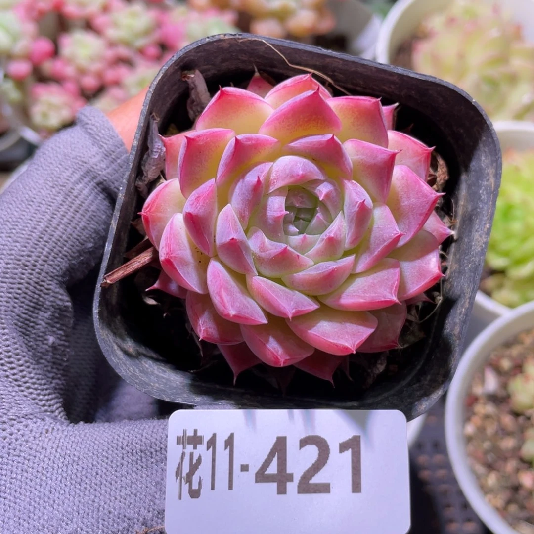 花利美11-421孤星