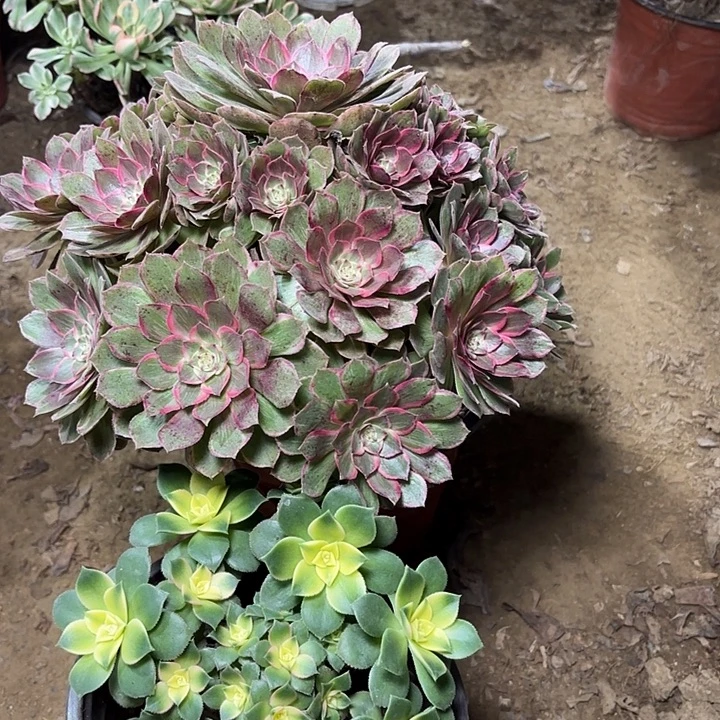 多肉植物莲花座29