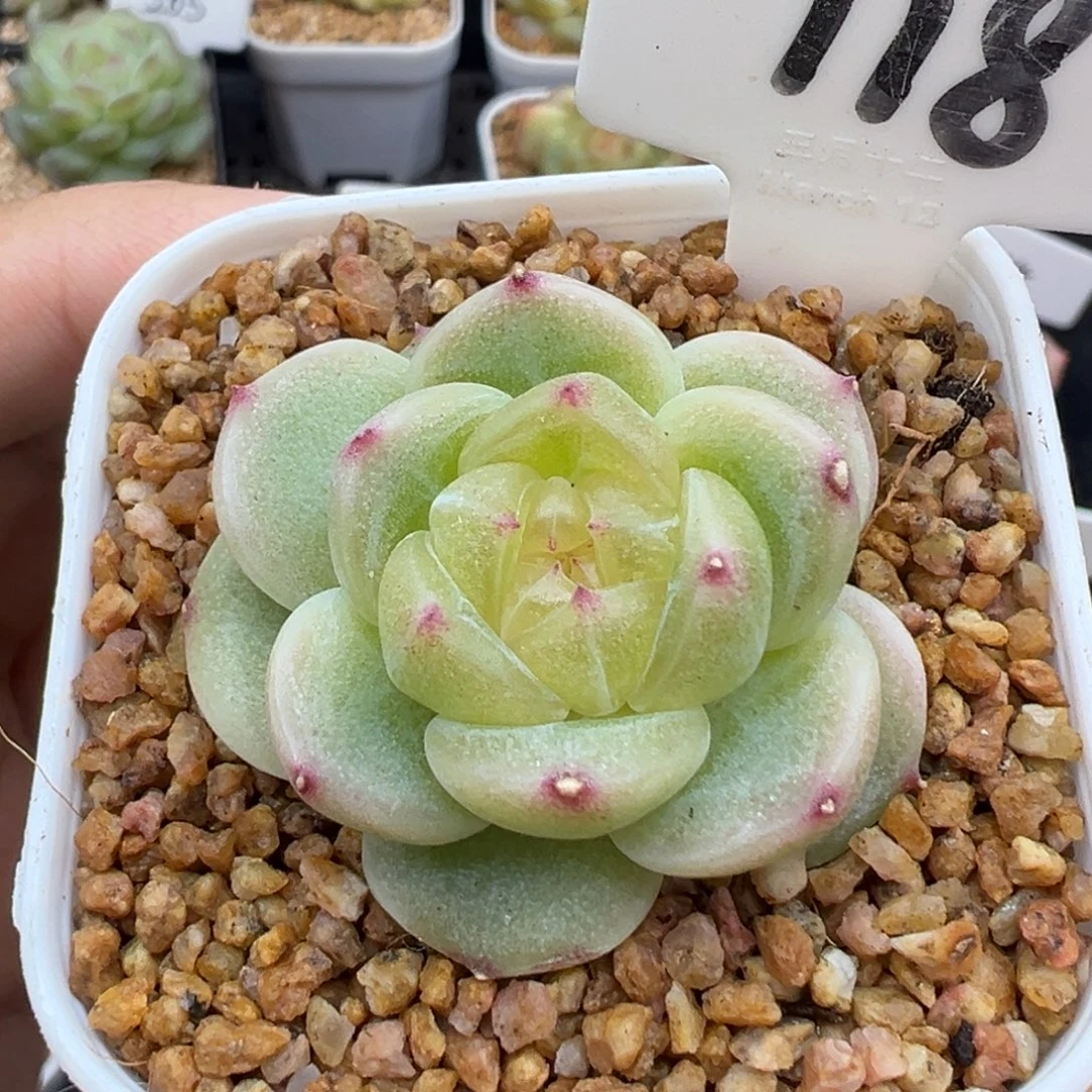 118号财富密码c8 晗雨