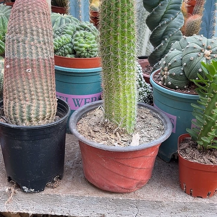 红太阳和金牛时光