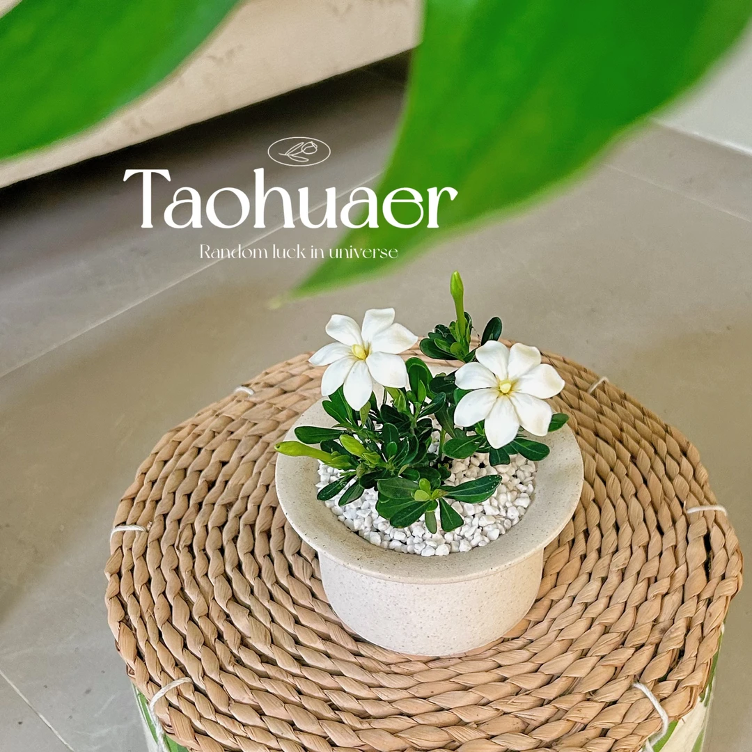 迷你小叶栀子花盆栽花卉植物室内阳台绿植四季好养