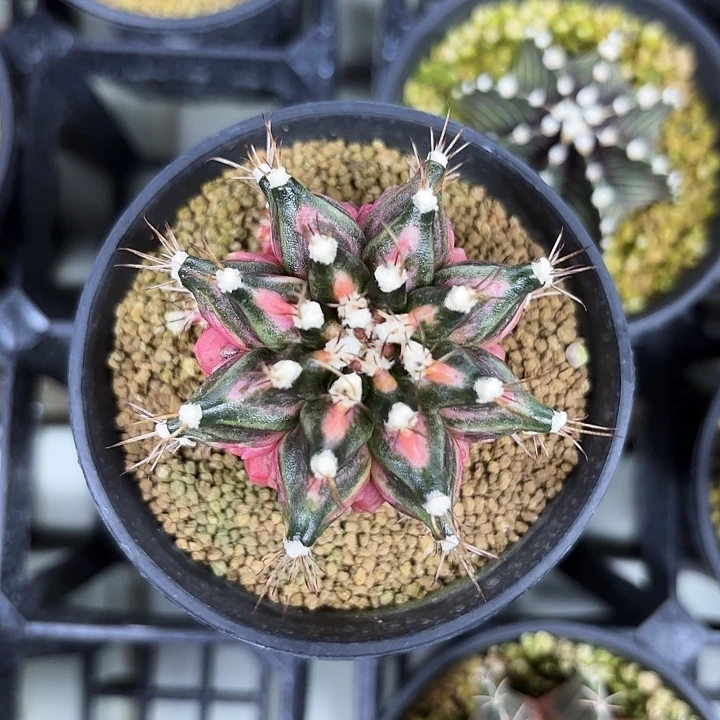 你***粑500-1108广东现货多肉