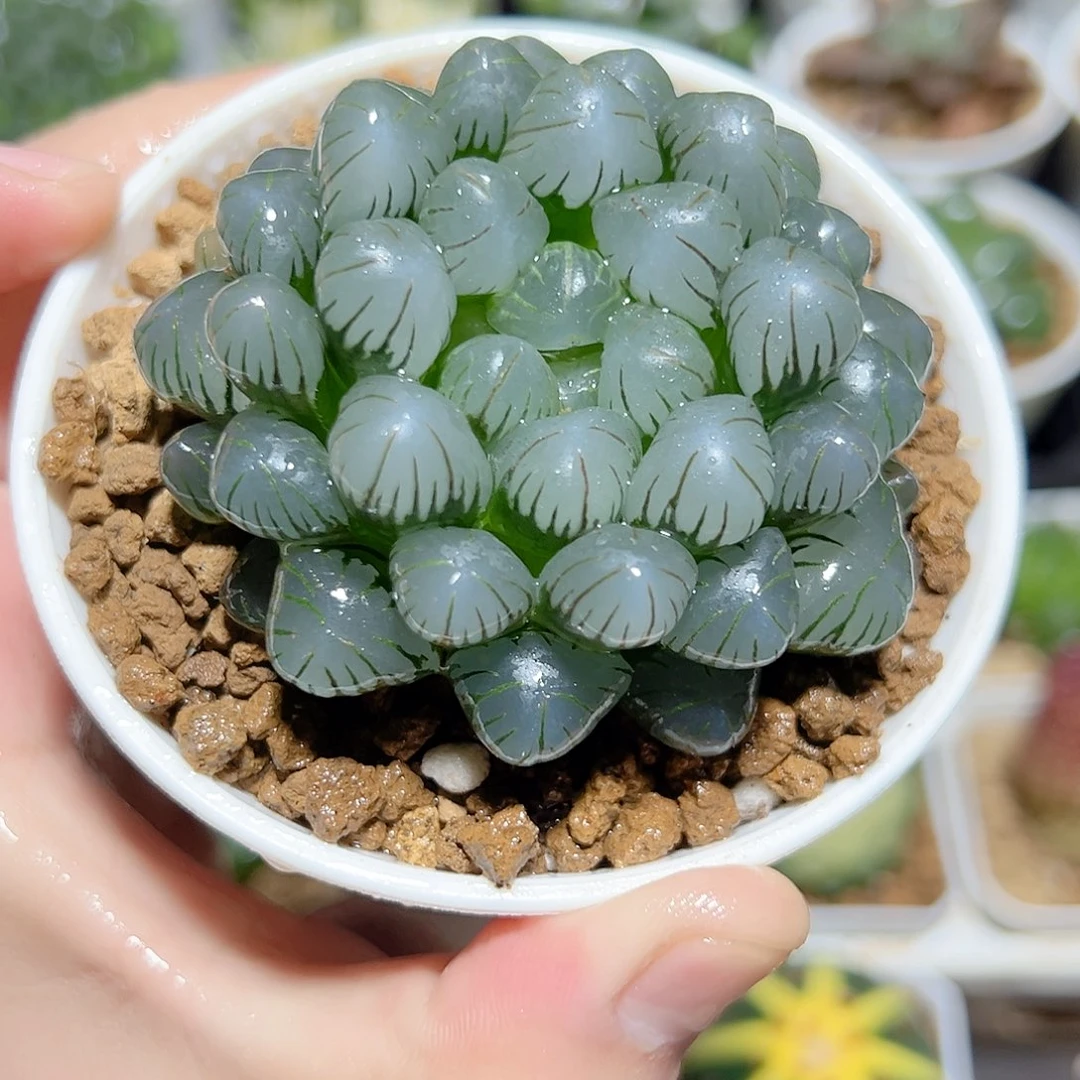 万象盆母本冰灯玉露