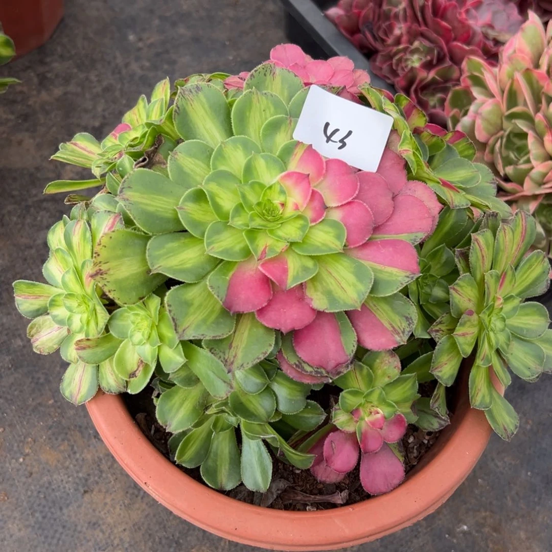 43知否多肉植物系