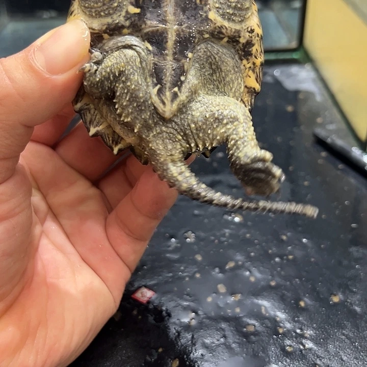 绿毛龟母外滩冷水精闸鳄龟