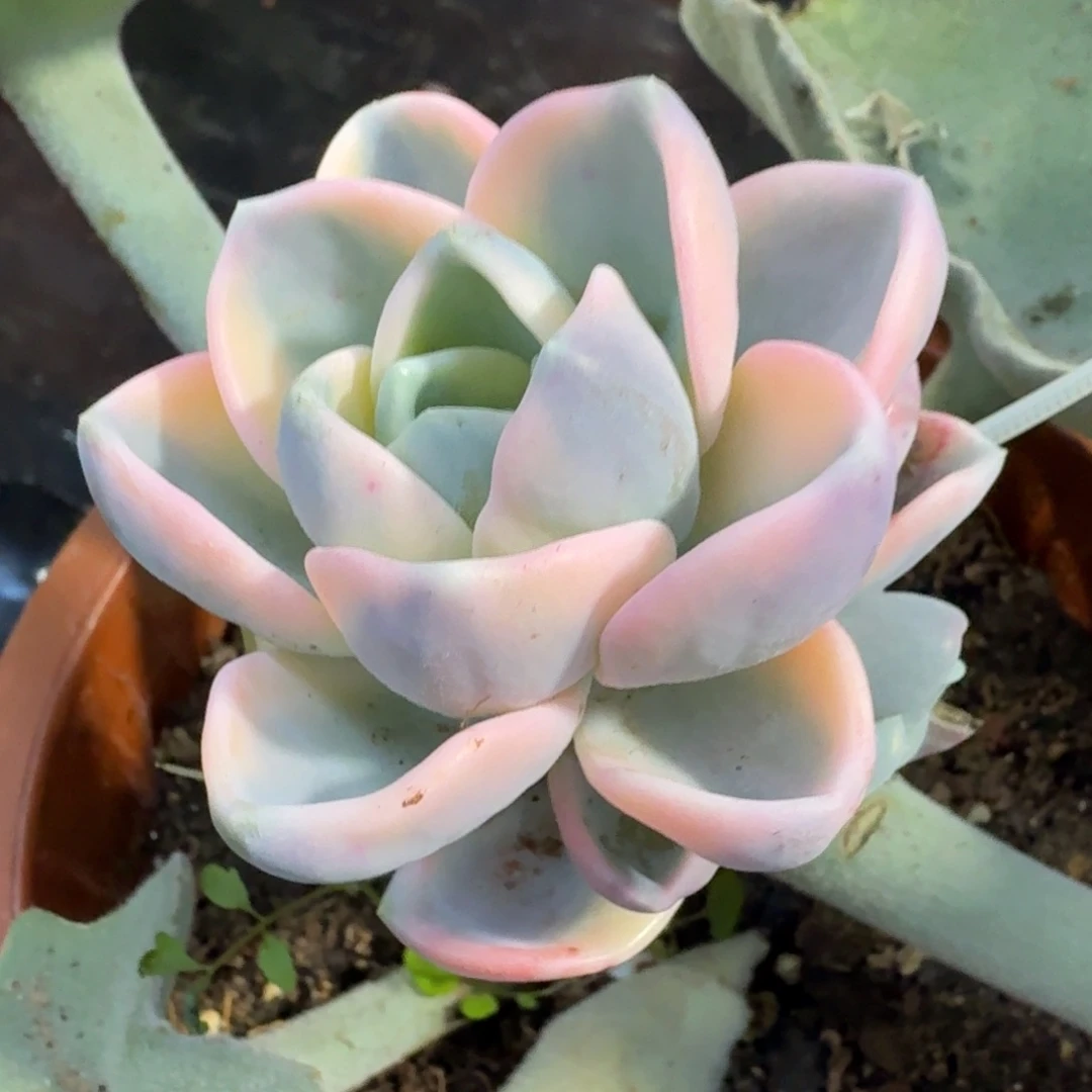 粉体美尻锦腹轮锦带侧牙