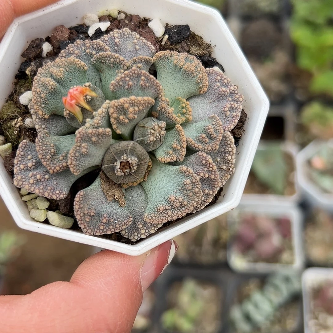 多肉植物小天女开花