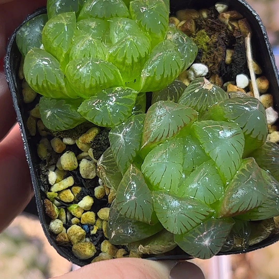 实生玉露十二卷多肉植物满