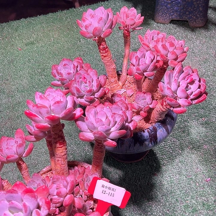 12.115灰姑娘一个有瑕