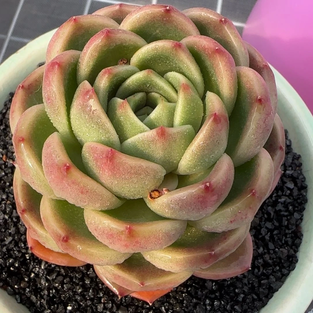 从前慢花园精选多肉皮埃拉