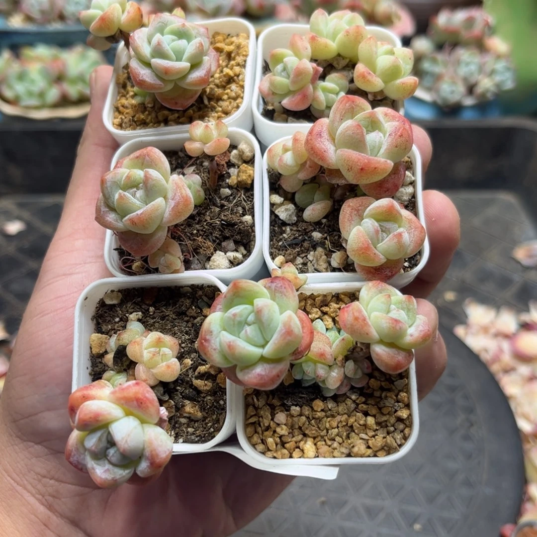170冰玉小老庄6颗带盆土