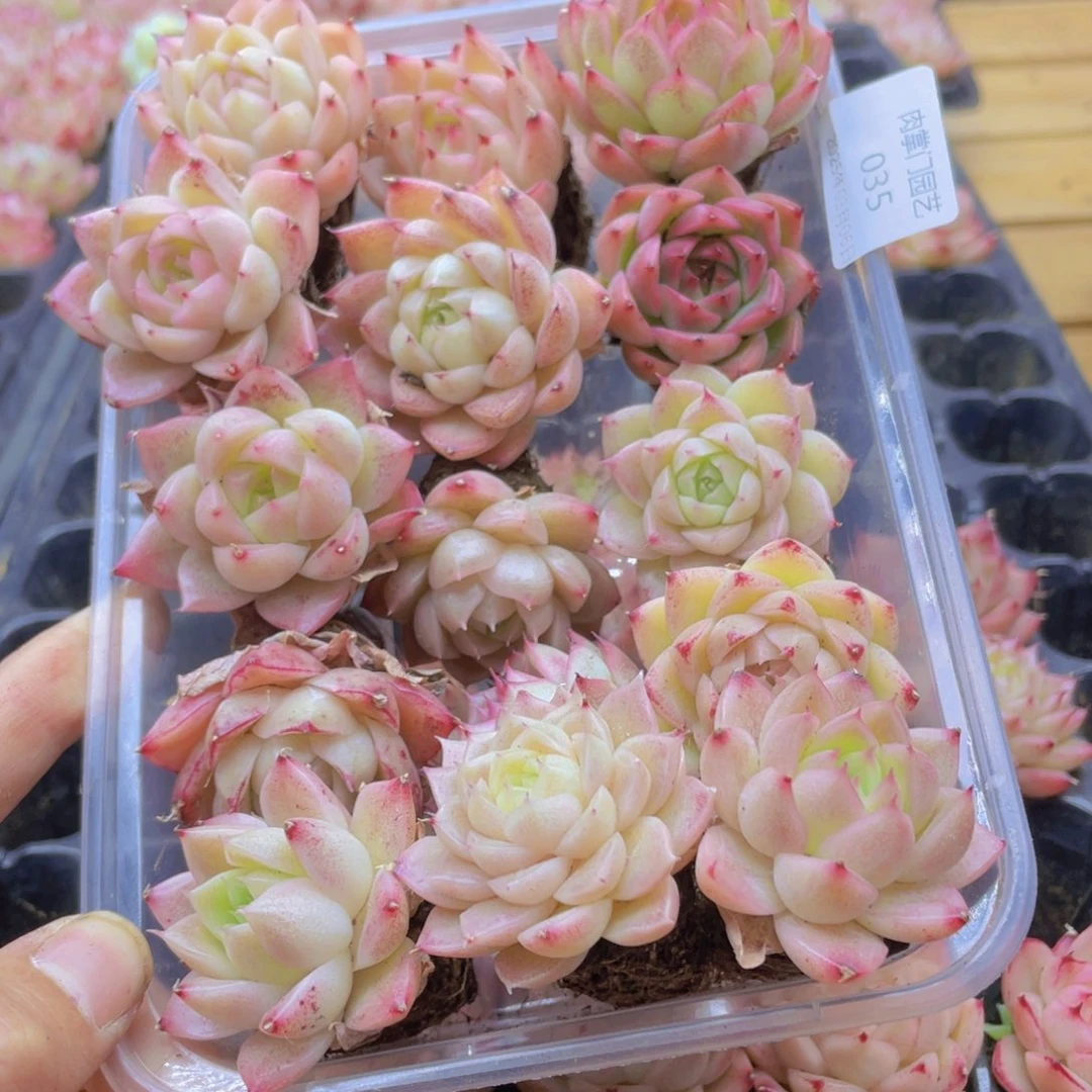 开心快乐幸福035